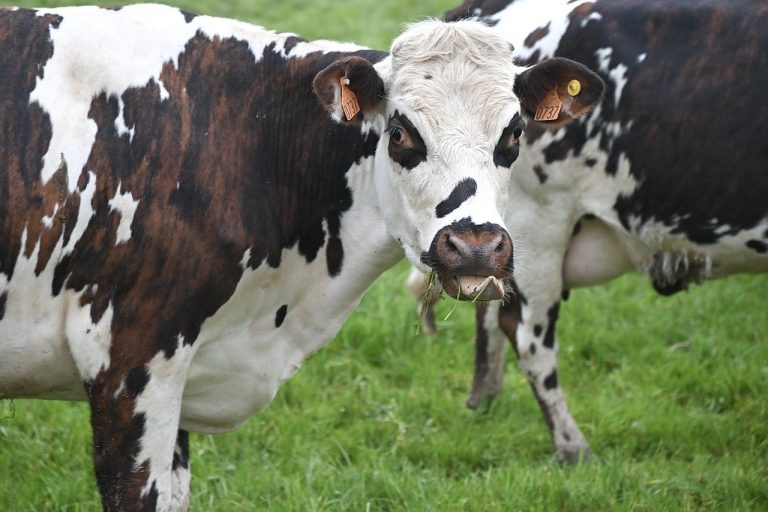 Read more about the article Cattle Rally into Thursday’s Close