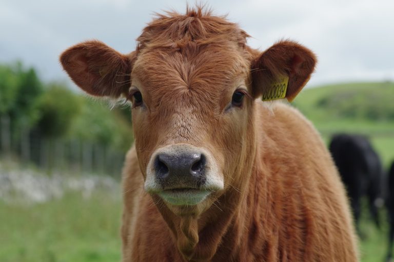 Read more about the article Cattle Popping Higher on Thursday