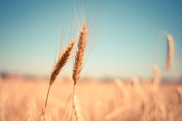 Read more about the article Wheat Weakness Continues on Thursday