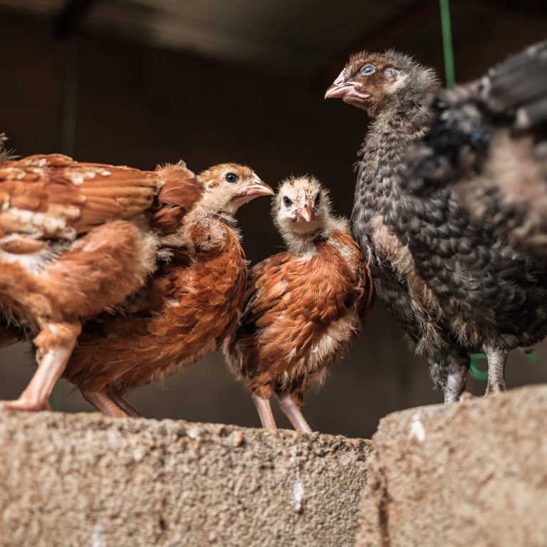 Read more about the article How Climate-Resilient Chickens Could Help Fight Poverty