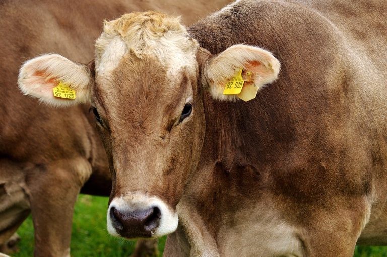 Read more about the article Cattle Close with Weakness on Friday