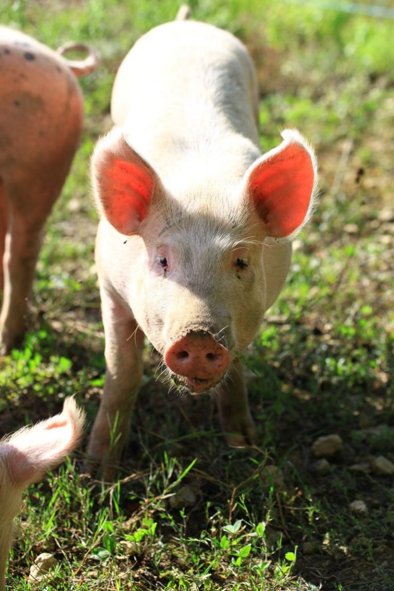 Read more about the article Hogs Post Marginal Losses on Friday
