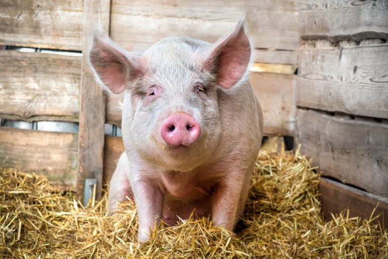 Read more about the article Hogs Showing Marginal Weakness on Friday