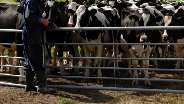 Read more about the article Working on and off the farm: can farmers thrive with two jobs?