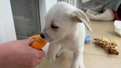 food-bank-for-pets-set-up-in-stroud-by-animal-charity