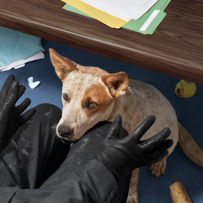 Read more about the article Do Dogs Belong at Work?