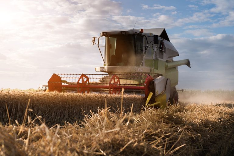 Read more about the article Wheat Rallies on Friday