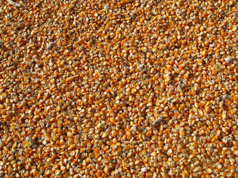 Read more about the article Corn Starting Monday Off with Some Weakness