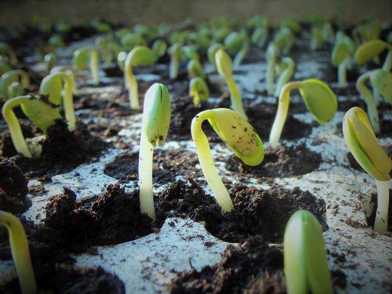 Read more about the article Soybeans Posting Midday Strength on Wednesday