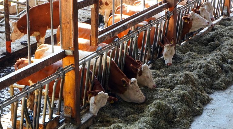 Read more about the article Cattle Rallying at Wednesday’s Midday