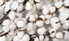 Cotton Showing Slight Losses Early on Wednesday