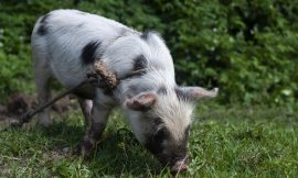 Hogs Hold Gains on Thursday