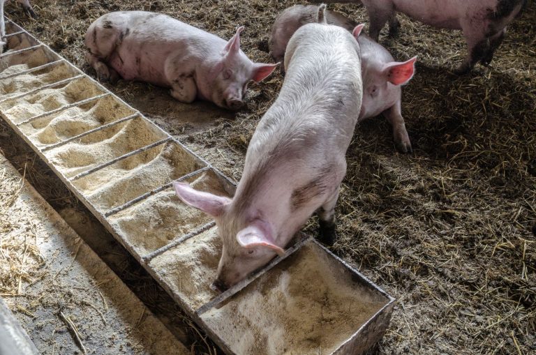 Read more about the article Hogs Sneaking Out Gains on Thursday