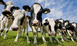 Cattle Slipping Lower on Monday