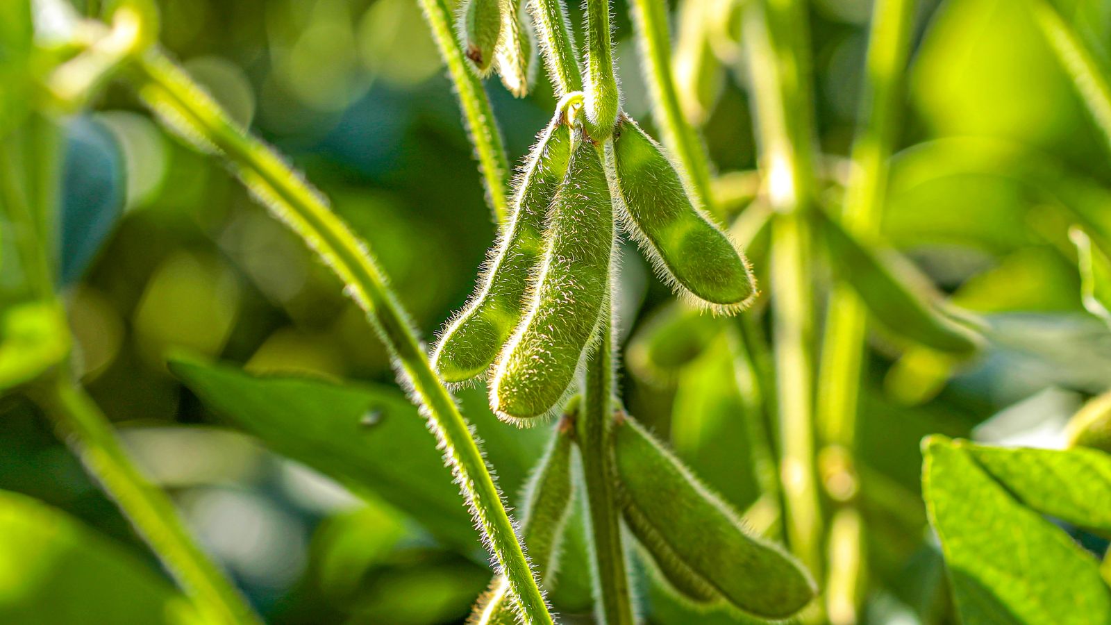 soybeans-popping-higher-on-tuesday