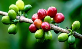 Coffee Prices Rally on Dollar Weakness and Brazil Crop Concerns