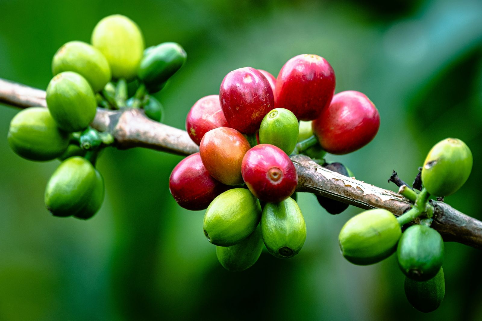 coffee-prices-rally-on-dollar-weakness-and-brazil-crop-concerns