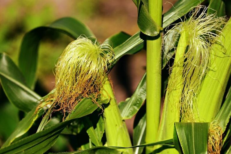Read more about the article Corn Posting Midday Gains on Thursday