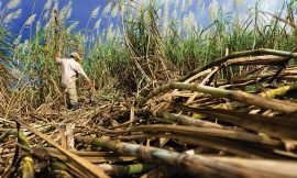 Sugar Prices Climb to 2-Week Highs on Brazil Crop Worries