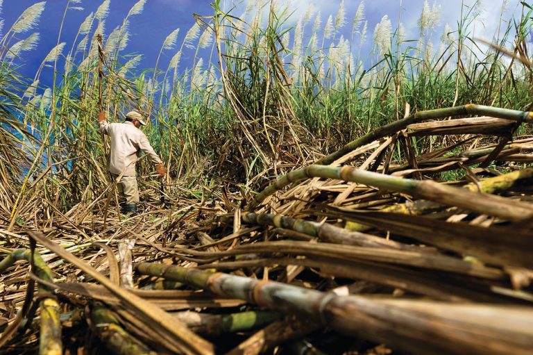 Read more about the article Sugar Prices Climb to 2-Week Highs on Brazil Crop Worries