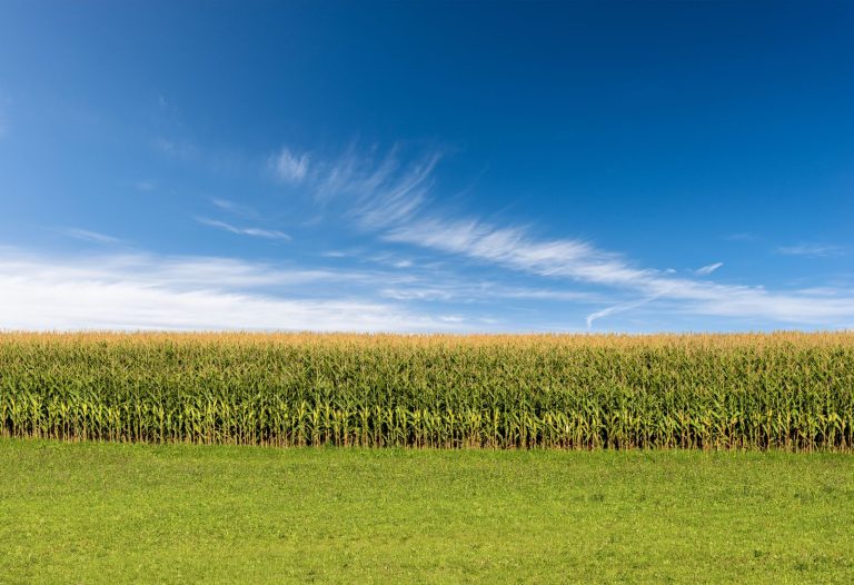 Read more about the article Corn Close on a Mixed Note