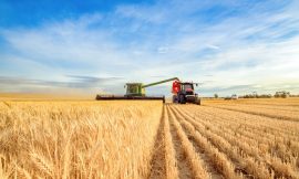 Wheat Closes Friday with Mixed Action
