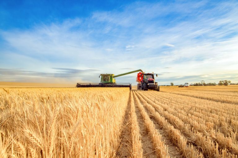 Read more about the article Wheat Closes Friday with Mixed Action
