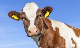 Cattle Extending Gains into the Weekend