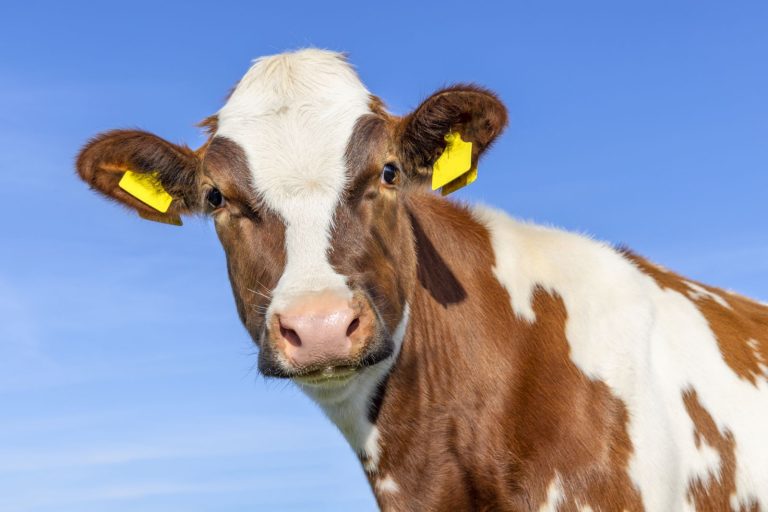 Read more about the article Cattle Extending Gains into the Weekend