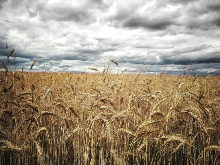 Read more about the article Wheat Edging Out Gains on Friday