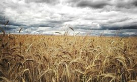 Wheat Pressure Holding at Midday