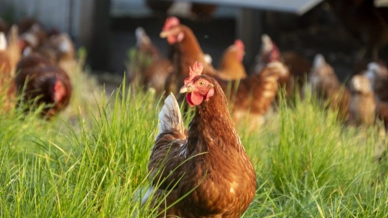 Read more about the article Poultry order issued over bird flu risk to be lifted