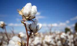 Cotton Facing Pressure at Midday