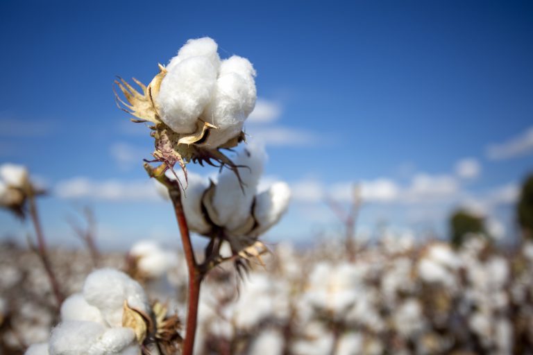 Read more about the article Cotton Facing Pressure at Midday