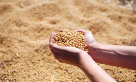 Soybeans Falling Lower on Tuesday