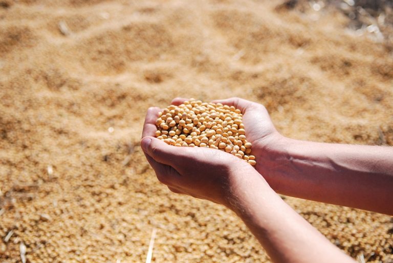 Read more about the article Soybeans Falling Lower on Tuesday