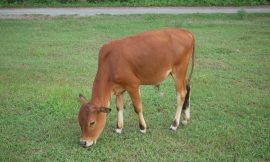Cattle Gains Extending on Tuesday