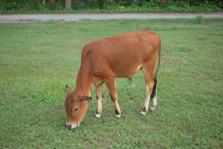 Read more about the article Cattle Gains Extending on Tuesday