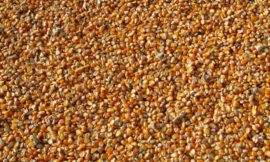 Corn Showing Midday Strength