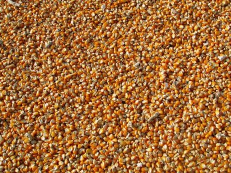 corn-showing-midday-strength