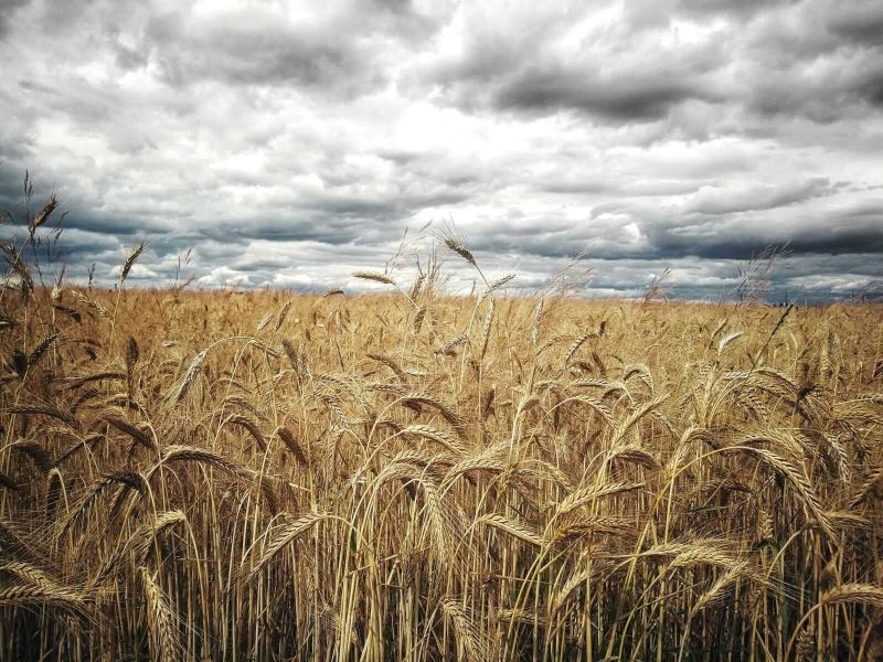 wheat-bouncing-on-the-midweek-session