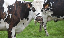 Cattle Head Into the Weekend with Gains