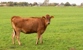 Cattle Rebounding on Friday