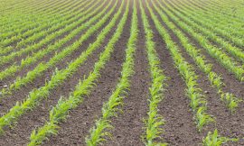 Corn Weakness Extends to Friday’s Midday