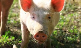 Hogs Leaking Lower at Midday