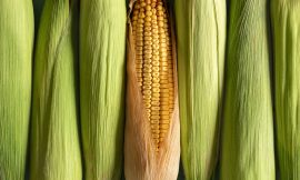Corn Rallying into Wednesday