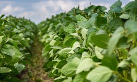 Soybeans Shrugging Off Bean Oil Losses for Midday Gains
