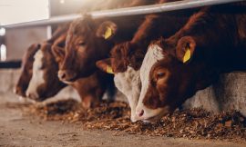 Cattle Rally into Thursday’s Close