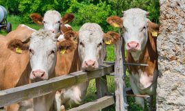 Cattle Rallying on Thursday