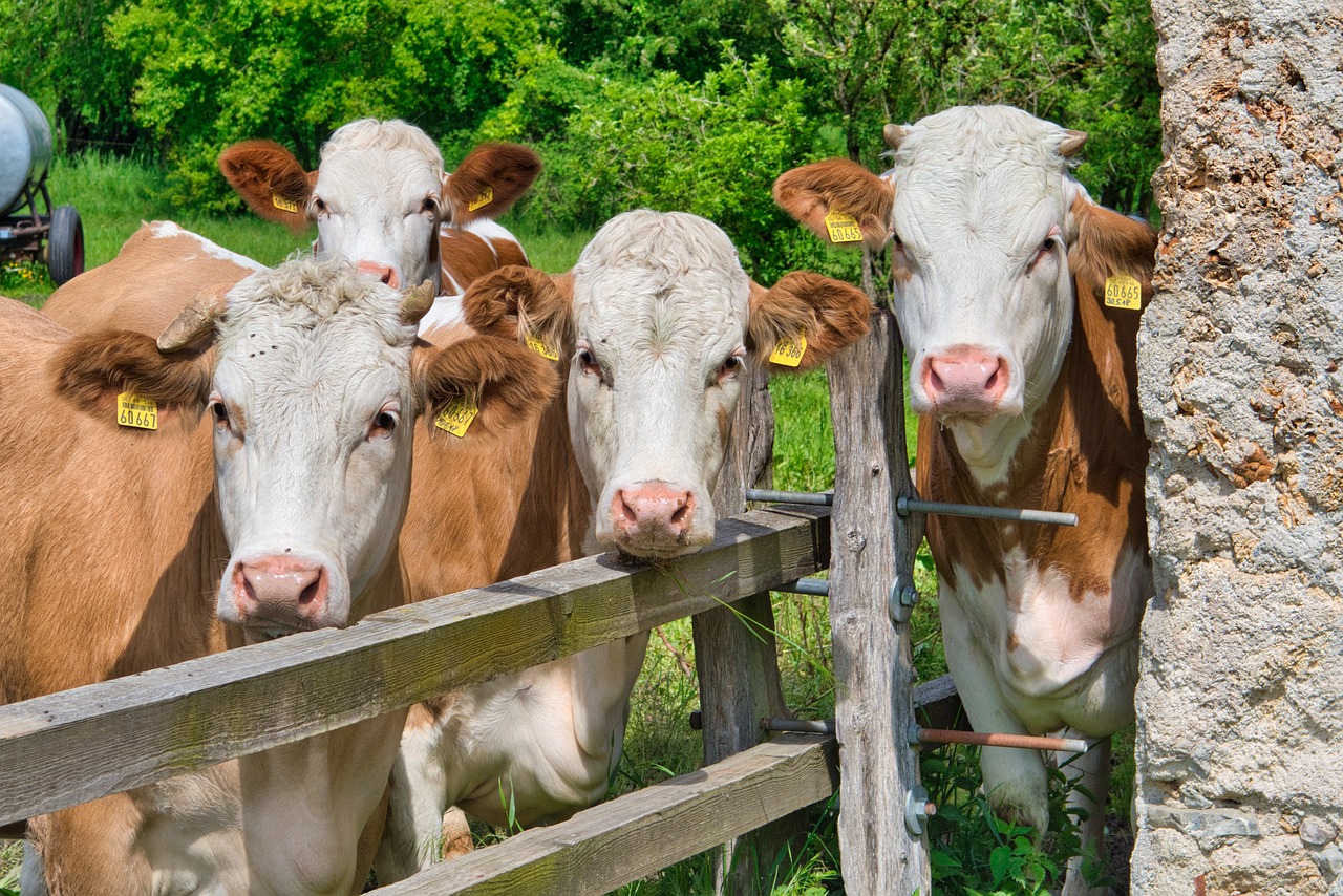 cattle-rallying-on-thursday